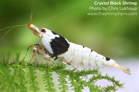 Crystal Black Shrimp Caridina Cf Cantonensis Care Info The