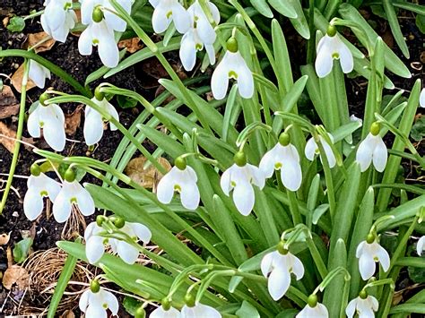 Fotd 11th March 2021 Snowdrops Chronicles Of An Anglo Swiss