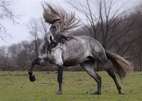 20 Horses With The Most Fabulous Hair You Have Ever Seen I Can Has
