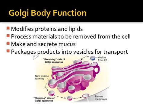 What Is The Function Of The Golgi Apparatus