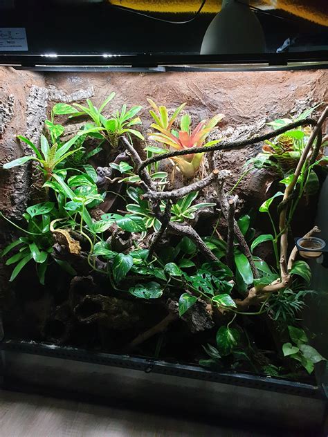What Do You Guys Think About My Terrarium Its A 90x45x90 Exo Terra For