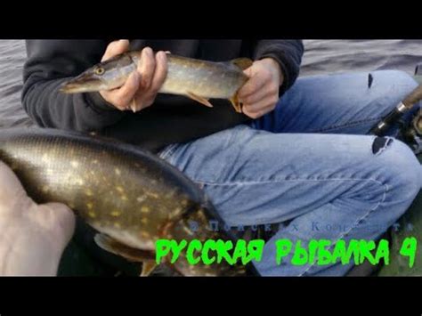 Русская Рыбалка 4 Рыбалка на Старом Остроге Старый Острог РР4 РР 4