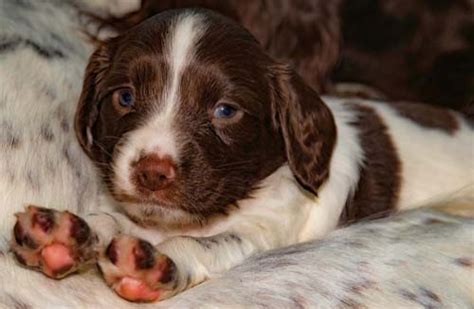 Will it go away on its own? Swimmer Puppy Syndrome: Science-based Guide on Causes ...