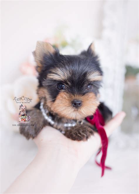 Here at teacups, puppies and boutique, we've been specializing in tiny teacup morkies, maltipoos, and other highly sought after designer breed puppies for sale since hand delivery service of our teacup morkies and designer breed puppies is available throughout the usa and across the globe! Florida Teacup Yorkies | Teacup Puppies & Boutique