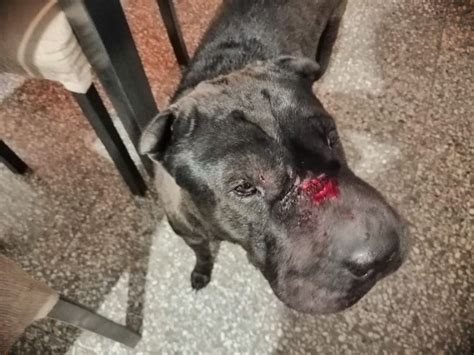 Que Hacer Cuando Un Pitbull Ataca A Otro Perro - Noticias del Perro