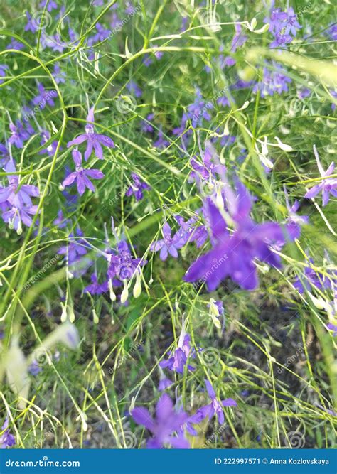 A Field Larkspur Stock Image Image Of Violet Flowers 222997571