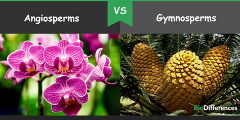 Difference Between Angiosperms And Gymnosperms Bio Differences