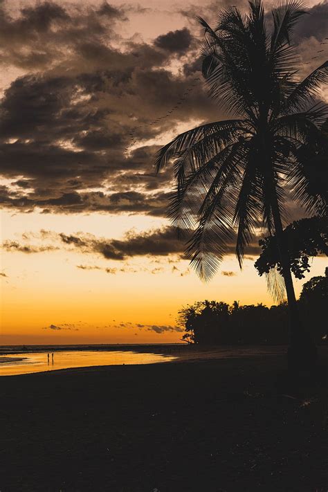Beach Dusk Dark Palm Silhouettes Hd Mobile Wallpaper Peakpx