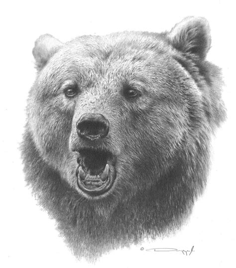 Pencil Drawings Of Bears