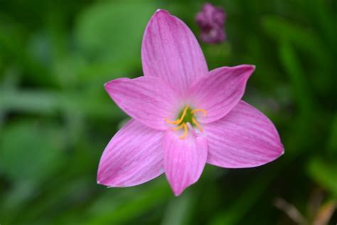 Annual, perennial and biennial plants annuals plants that live for one year or less are categorized into annuals. Random Things I Capture: Different Kinds of Flowers