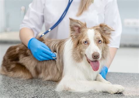 Krebs Bei Hunden Symptome Behandlungsm Glichkeiten