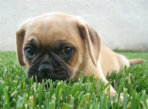 Cute Baby Puggles Images And Pictures Becuo