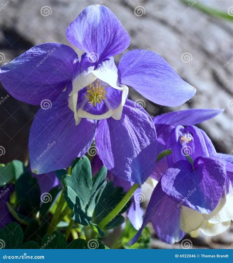 Bright Blue Flowers In Bloom Stock Photo Image Of Botanical Blossom