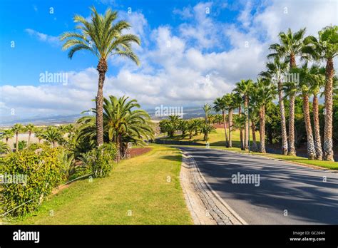 Palm Trees Along A Road In Tropical Landscape Of Tenerife Canary