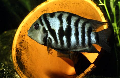 Convict Cichlid Fish Species Profile