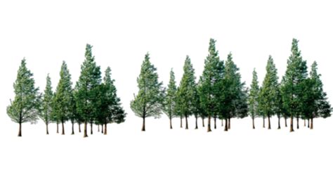 Download High Quality tree transparent background forest Transparent png image