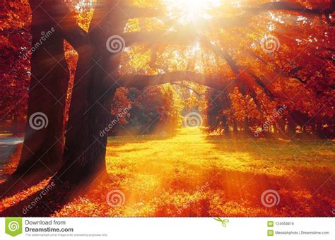 Autumn Trees In Sunny October Park Lit By Evening Sunshine Colorful