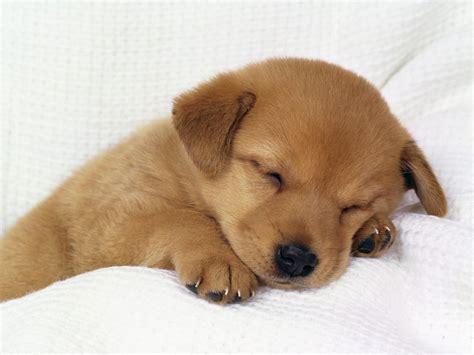 Cute Baby Dog Sleeping 1600×1200 Animal Fair Wendy Diamond Pet