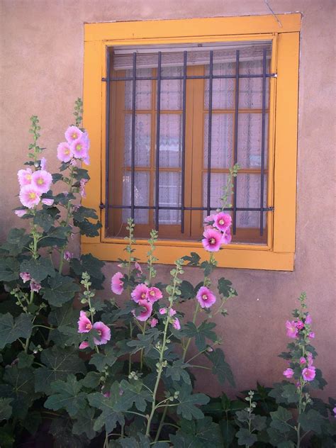 Santa Fe Window Hollyhocks In Santa Fe New Mexico Karol Franks