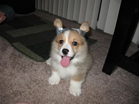 Navigate below through our online portfolio of puppies that here at petland jacksonville has personally sold in the past to amazing families and friends. Pembroke Welsh Corgi Puppies For Sale | Kissimmee, FL #255874