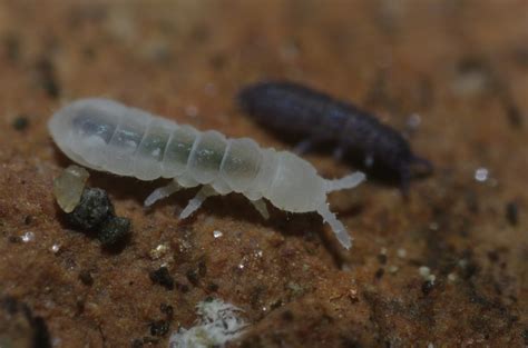However, for effective springtail elimination, use the pure and not the cosmetic or aroma cedar oil. Springtails - PentaxForums.com