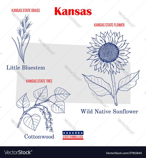 Kansas Set Usa Official State Symbols Royalty Free Vector