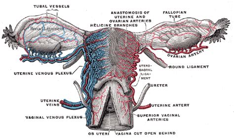 Ligaments Of The Uterus