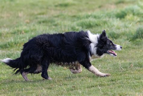 Why Do Border Collies Bite Children Dog Discoveries
