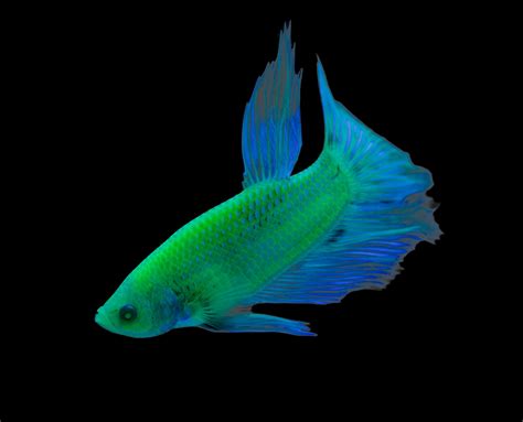 Glofish Introduces Bettas To Fluorescent Fish Offerings Amazonas Magazine
