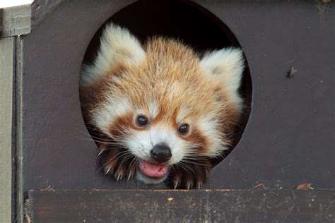 Cute Animal Picture Of The Day Red Panda Kits