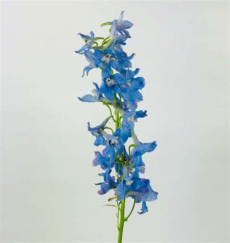 Delphinium Light Blue Wholesale Bulk Flowers Cascade Floral