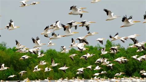 More Than 90 Percent Of Migratory Birds Enjoy Very Little Protection En