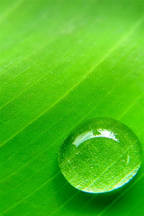 Water Drop In Leaf Iphone Wallpaper Iphones And Ipod Touch