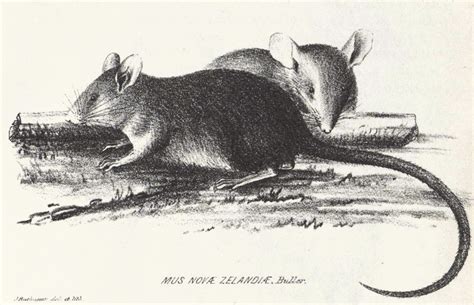 Polynesian Rat Or Pacific Rat Rattus Exulans Wiki Display Full Image