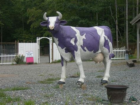 The Purple Cow Purple Cow Cow Purple