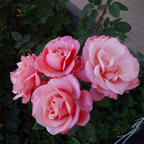 Large Summer Roses Summer Rose Rose Flowery