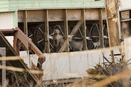 A puppy mill, sometimes known as a puppy farm, is a commercial dog breeding facility that is operate. Lancaster County PA amish mill example. | Amish puppy ...