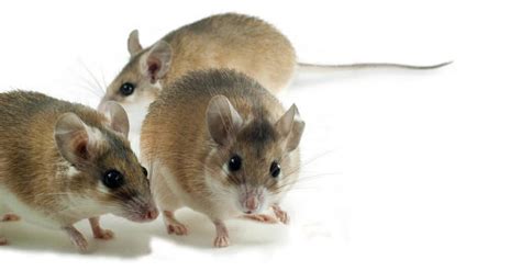 10 Largest Mice In The World