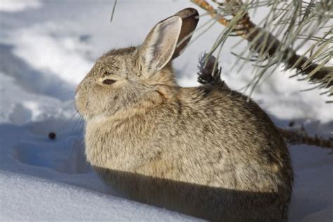 Cottontail Rabbit In Snow — Stock Photo © Twildlife 5847780