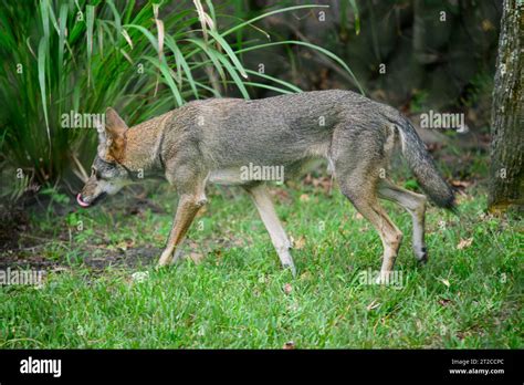 red wolf walking with tongue out Stock Photo - Alamy