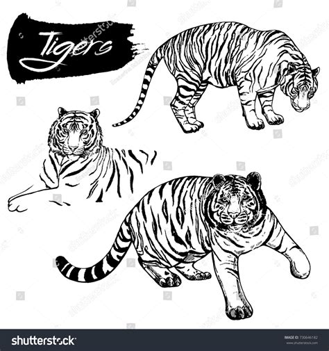 Hand Drawn Sketch Style Tigers Vector Stock Vector Royalty Free
