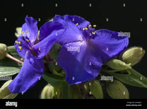Three Master Flower Tradescantia Stock Photo Alamy