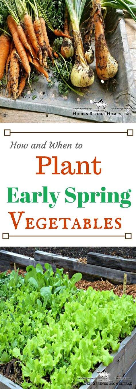 When To Plant Early Spring Vegetables Spring Vegetable Garden