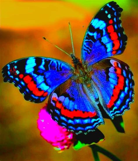 Beautiful Butterfly Pictures Butterfly Photos Beautiful Bugs