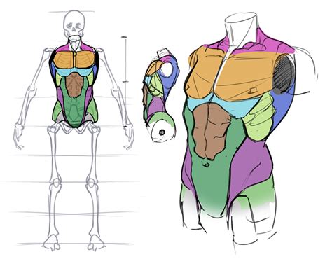 Torso Anatomy Drawing Male Torso Front Man Anatomy Anatomy