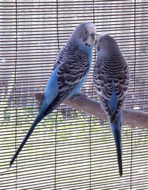 Long Tails Blue Budgies By Carol Appelbee Redbubble