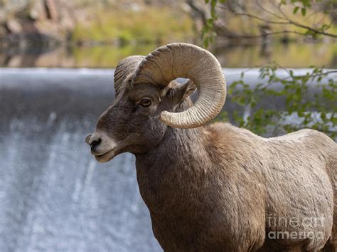 Ram At The Dam Photograph By Steven Krull Fine Art America