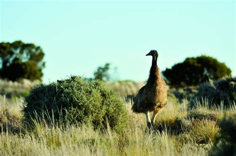 Agents Eando—not Coverage For Large Flightless Birds The Rough Notes
