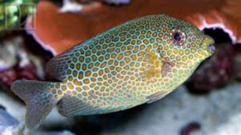 Goldspotted Spinefoot Rabbitfish Information And Picture Sea Animals