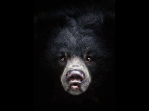 Free Download Black Bear Wallpapers Download American Black Bears Hd